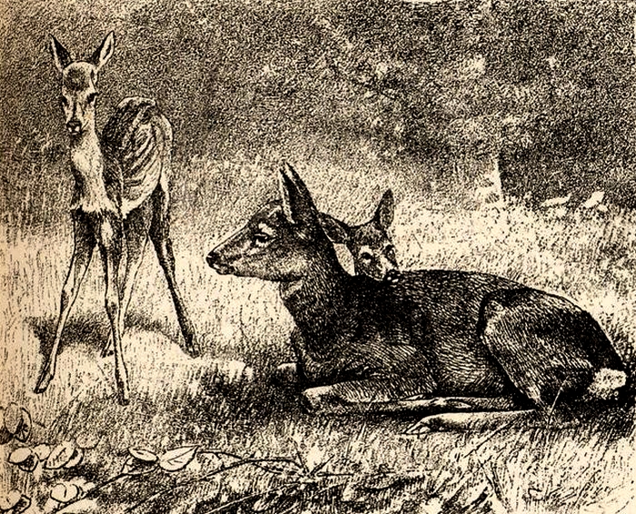 Illustration tirée du Manuel de Vènerie française - Emmanuel Le Couteulx de Canteleu (1890) - Hachette et Cie (Paris) - BnF (Gallica) 17